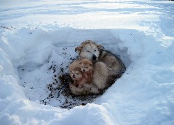 Legowisko, Zima, Alaskan