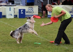 Pies, Border Collie, Frisbee, Kobieta