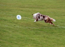 Border Collie, Frisbee