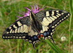 Motyl, Paź Królowej