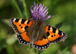 Motyl, Rusałka pokrzywnik, Kwiat