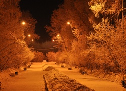 Park, Drzewa, Latarnie, Zima
