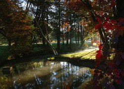 Park, Drzewa, Przebijające, Światło