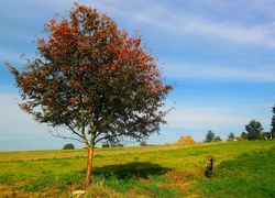 Drzewo, Jesień, Trawa, Koza