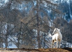 Las, Biały, Koń