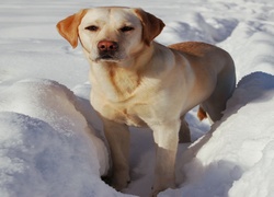 Pies, Labrador