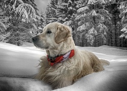 Zima, Dużo, Śniegu, Pies, Obroża, Golden Retriever