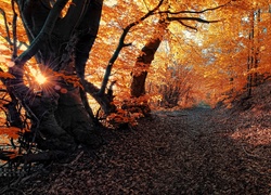 Jesień, Drzewa, Żółte, Liście, Promienie, Słońca, Ścieżka