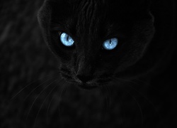 Czarny, Kot, Świecące, Oczy