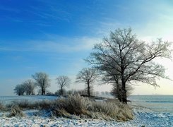 Zima, Śnieg, Drzewa, Pola