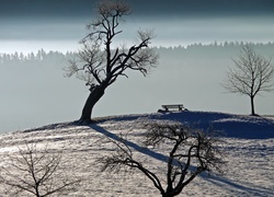 Suche, Drzewa, Śnieg, Ławeczka