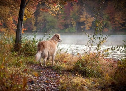 Pies, Rzeka, Las, Jesień, Golden Retriever