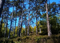 Las, Niebieskie, Niebo