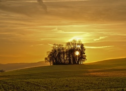 Zachód, Słońca, Drzewa, Łąki