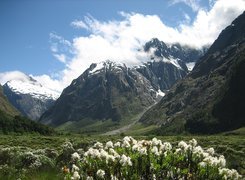 Góry, Kwiatki, Park Narodowy Fiordland, Nowa Zelandia