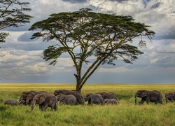 Słonie, Drzewo, Zachmurzone, Niebo