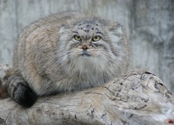 Manul