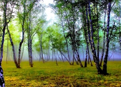 Las, Brzozy, Mgła