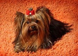 Yorkshire Terrier, Kokardka, Dywan