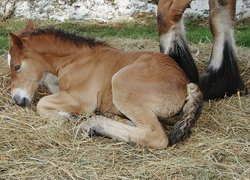 Młody, Konik, Siano