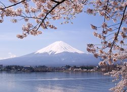 Jezioro, Kwitnące, Gałązki, Góra, Fuji, Japonia