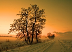 Droga, Pola, Drzewa, Zachód, Słońca, Zima