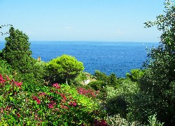 Morze, Kwiaty, Roślinność, Sycylia