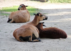 Owce Kameruńskie, Zoo