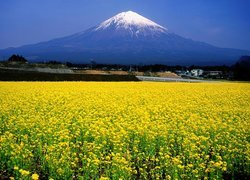 Łąka, Góra, Fuji, Japonia