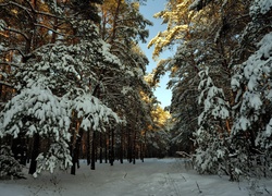 Zima, Las, Ośnieżone, Drzewa, Ścieżka