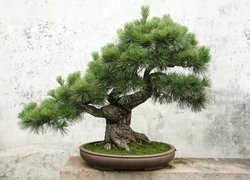 Drzewko, Bonsai