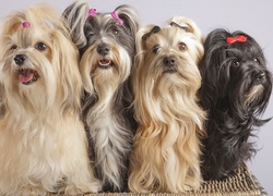 Cztery, Pieski, Shih, Tzu