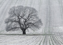 Drzewo, Pola, Zima