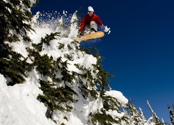 Snowboardzista, Śnieg, Choinki