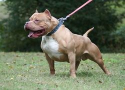 American Bully, Smycz