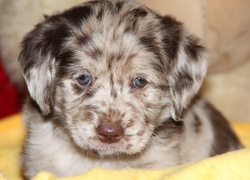 Szczeniak, Owczarek australijski-australian shepherd