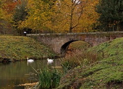 Park, Rzeka, Most, Łabędzie