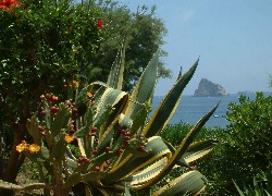 Kaktus, Morze, Panarea, Sycylia
