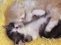 Dwa, Śpiące, Kotki