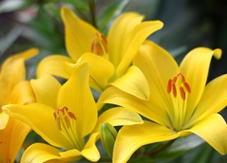 Żółte, Kwiaty, Lilie