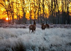 Jelenie, Las, Łąka, Zachód, Słońca