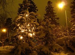 Zima, Oświetlone, Drzewko, Noc