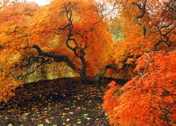Drzewa, Jesienią