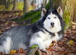 Husky, Las, Jesień