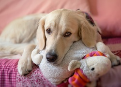 Smutny, Golden Retriever