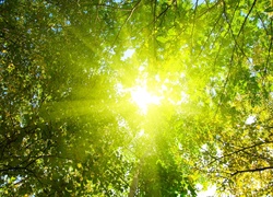 Promienie, Słońca, Drzewo, Liście