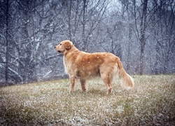 Początek, Zimy, Golden retriever