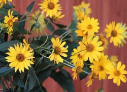 Bukiet, Zółtych, Kwiatów