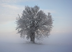 Zima, Mgła, Drzewo