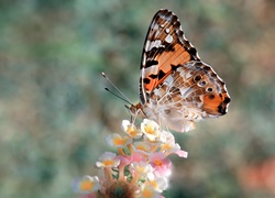 Motyl, Rusałka, Osetnik, Kwiaty